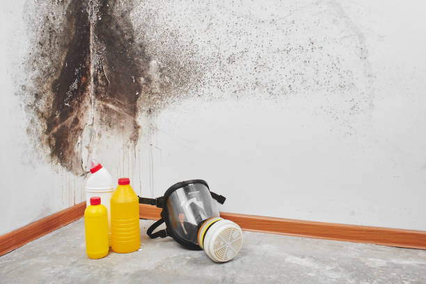 Mold Removal Process in Millville, UT