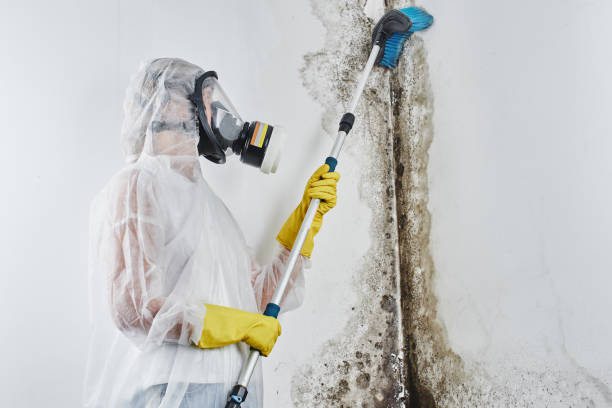 Best Professional Mold Removal  in Millville, UT
