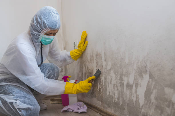 Best Mold Removal Company Near Me  in Millville, UT