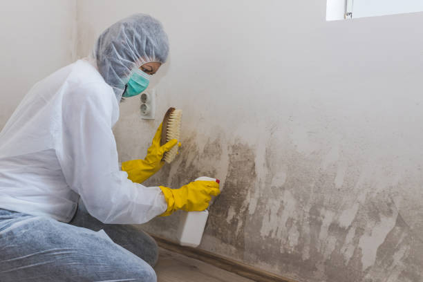 Professional Mold Removal in Millville, UT