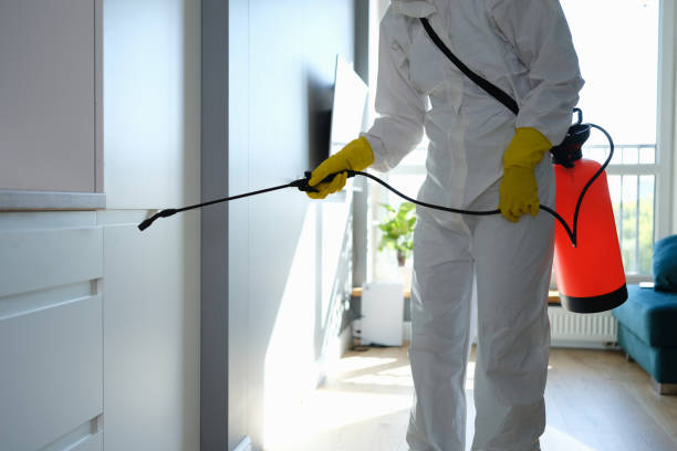 Best Attic Mold Removal  in Millville, UT