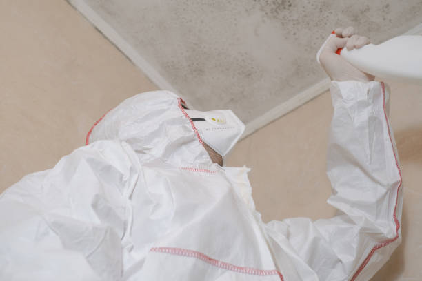Best Mold Removal Company Near Me  in Millville, UT
