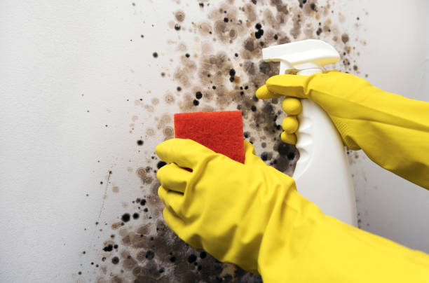 Best Emergency Mold Removal  in Millville, UT