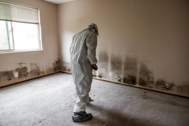 Best Mold Cleaning Services  in Millville, UT