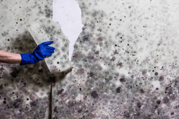 Certified Mold Removal in Millville, UT