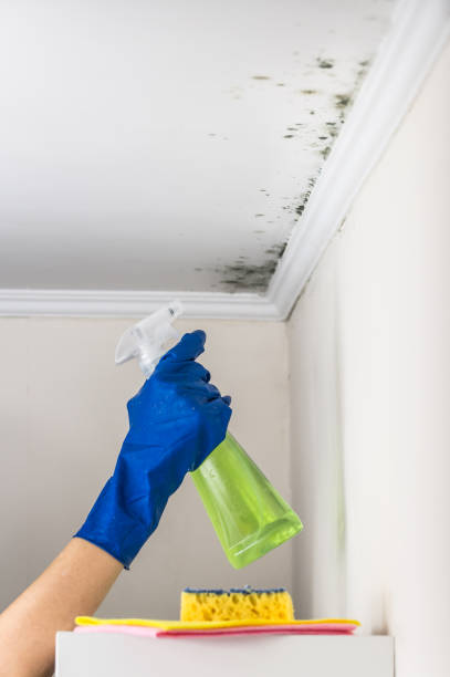 Best Attic Mold Removal  in Millville, UT