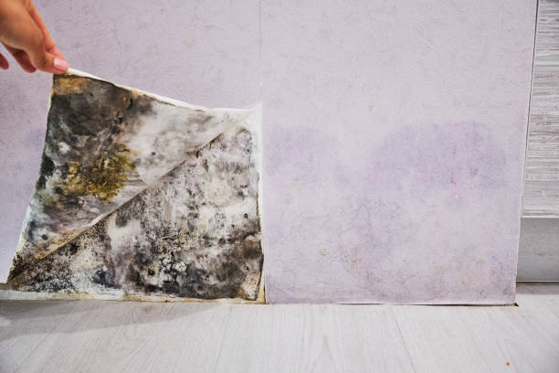 Certified Mold Removal in Millville, UT